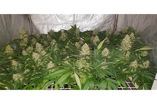 GG#4 (Zamnesia Seeds) feminizada GG#4 (Zamnesia Seeds) feminizada