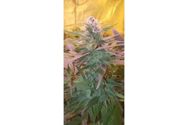 GG#4 (Zamnesia Seeds) feminizada GG#4 (Zamnesia Seeds) feminizada