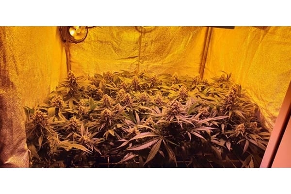 GG#4 (Zamnesia Seeds) feminizada GG#4 (Zamnesia Seeds) feminizada