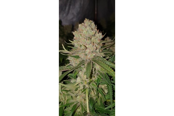 GG#4 (Zamnesia Seeds) feminizada GG#4 (Zamnesia Seeds) feminizada