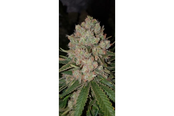 GG#4 (Zamnesia Seeds) feminizada GG#4 (Zamnesia Seeds) feminizada