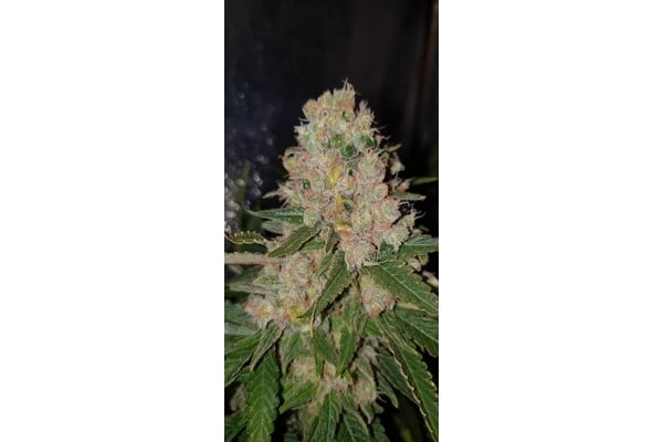 GG#4 (Zamnesia Seeds) feminizada GG#4 (Zamnesia Seeds) feminizada