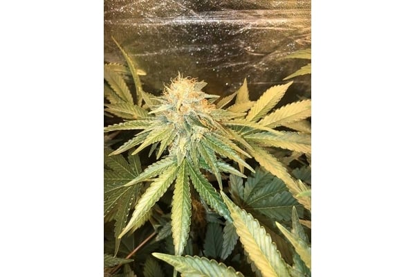 GG#4 (Zamnesia Seeds) feminizada GG#4 (Zamnesia Seeds) feminizada