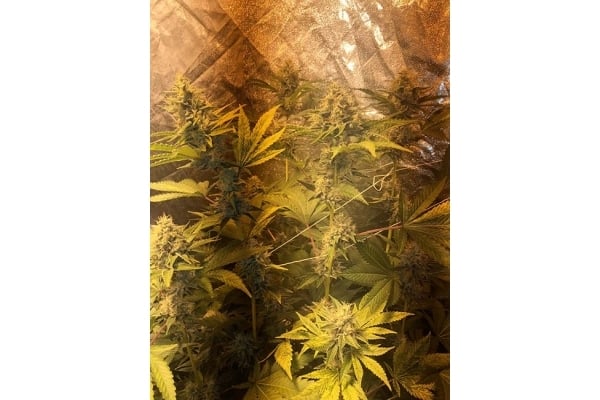 GG#4 (Zamnesia Seeds) feminizada GG#4 (Zamnesia Seeds) feminizada