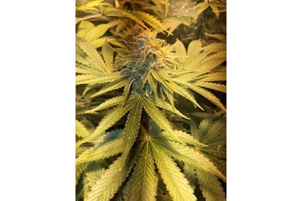 GG#4 (Zamnesia Seeds) feminizada GG#4 (Zamnesia Seeds) feminizada