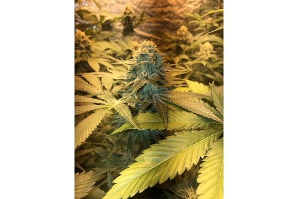 GG#4 (Zamnesia Seeds) feminizada GG#4 (Zamnesia Seeds) feminizada