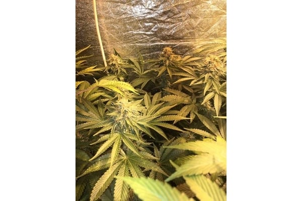 GG#4 (Zamnesia Seeds) feminizada GG#4 (Zamnesia Seeds) feminizada