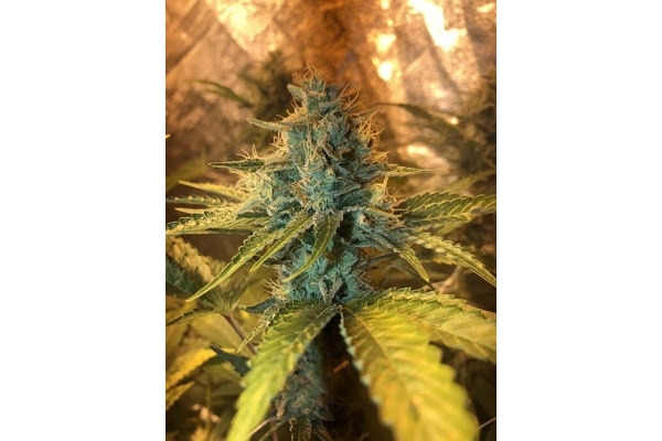 GG#4 (Zamnesia Seeds) feminizada GG#4 (Zamnesia Seeds) feminizada