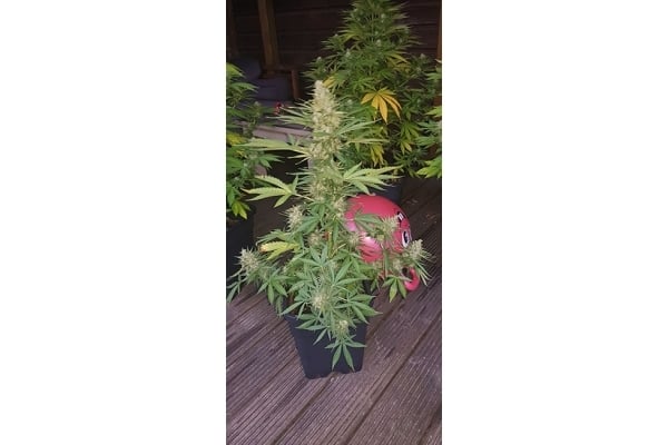 GG#4 (Zamnesia Seeds) feminizada GG#4 (Zamnesia Seeds) feminizada