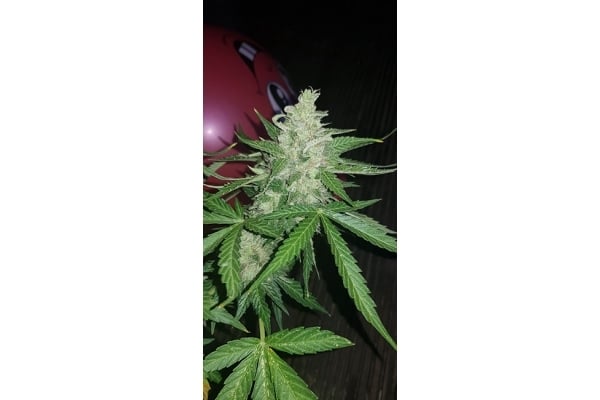 GG#4 (Zamnesia Seeds) feminizada GG#4 (Zamnesia Seeds) feminizada