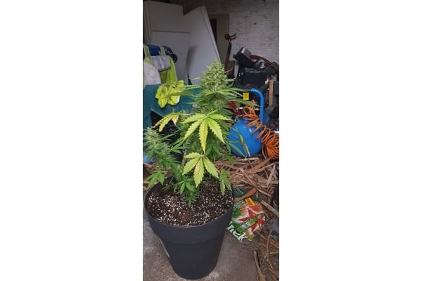 GG#4 (Zamnesia Seeds) feminizada GG#4 (Zamnesia Seeds) feminizada