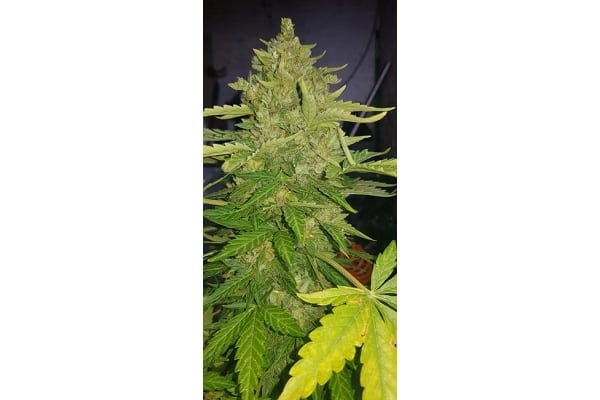 GG#4 (Zamnesia Seeds) feminizada GG#4 (Zamnesia Seeds) feminizada