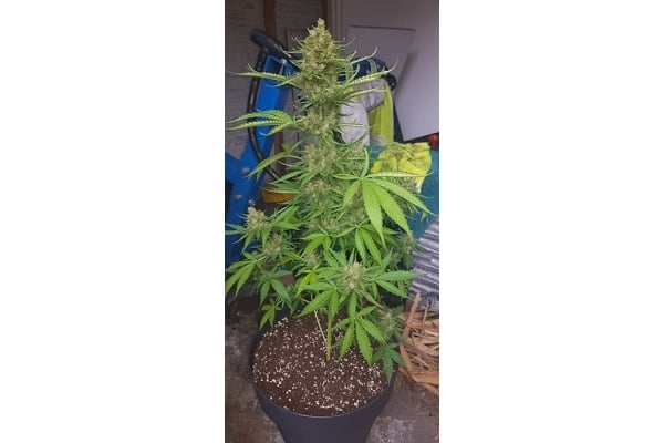 GG#4 (Zamnesia Seeds) feminizada GG#4 (Zamnesia Seeds) feminizada