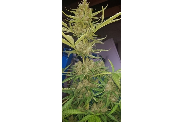 GG#4 (Zamnesia Seeds) feminizada GG#4 (Zamnesia Seeds) feminizada