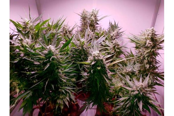 GG#4 (Zamnesia Seeds) feminizada GG#4 (Zamnesia Seeds) feminizada