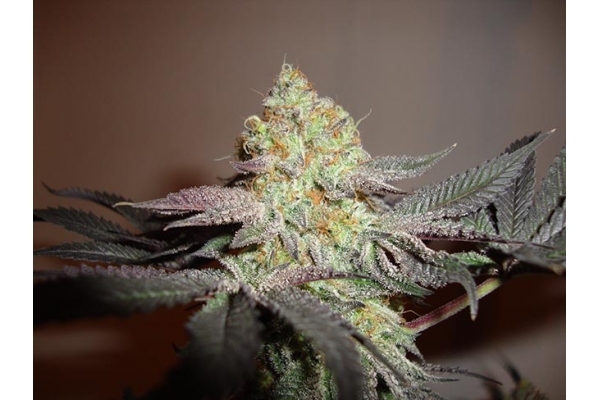 Girl Scout Cookies (Zamnesia Seeds) Feminizada