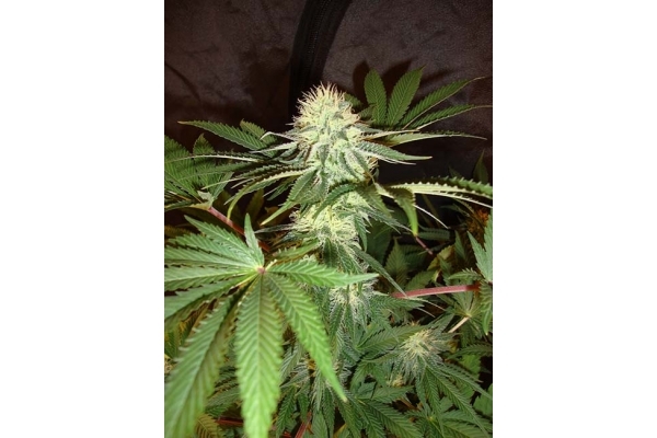 Girl Scout Cookies (Zamnesia Seeds) Feminizada