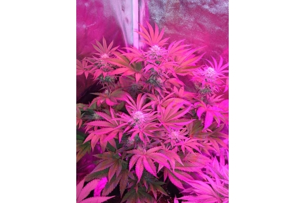 Girl Scout Cookies (Zamnesia Seeds) Feminizada