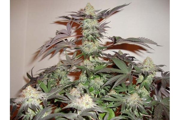 Girl Scout Cookies (Zamnesia Seeds) Feminizada