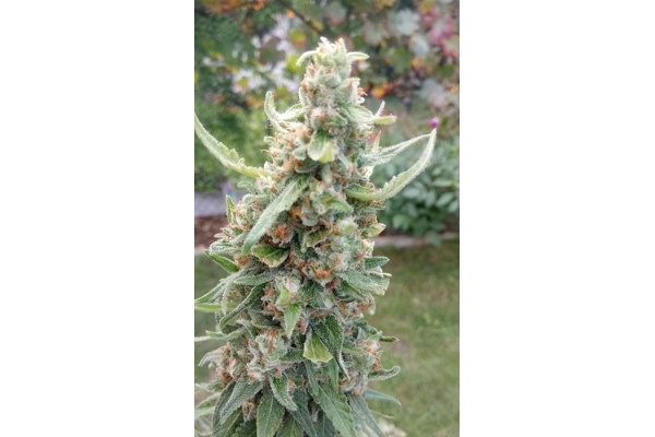 Girl Scout Cookies (Zamnesia Seeds) Feminizada