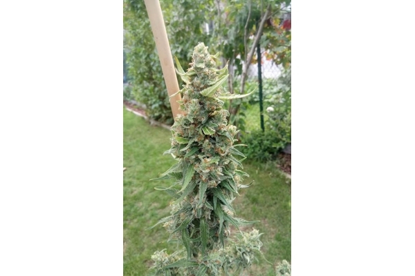 Girl Scout Cookies (Zamnesia Seeds) Feminizada