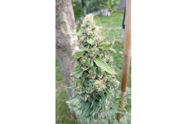 Girl Scout Cookies (Zamnesia Seeds) Feminizada
