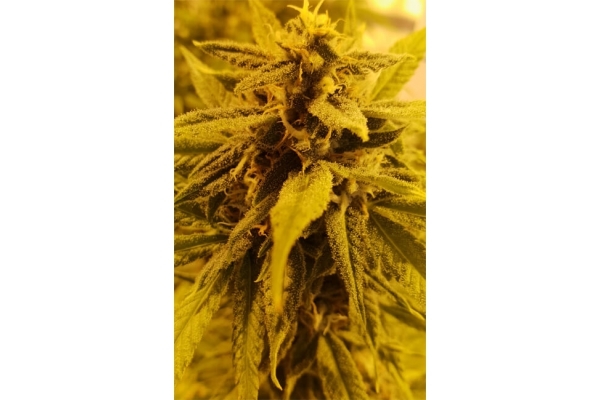 Girl Scout Cookies (Zamnesia Seeds) Feminizada