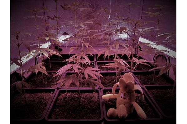 Banana (Zamnesia Seeds) feminizada