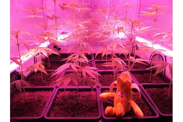 Banana (Zamnesia Seeds) feminizada