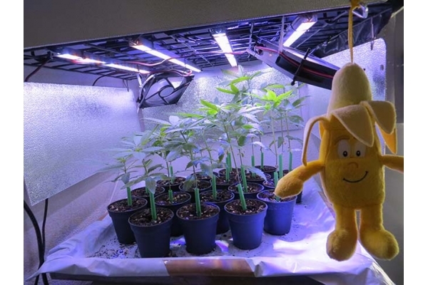 Banana (Zamnesia Seeds) feminizada