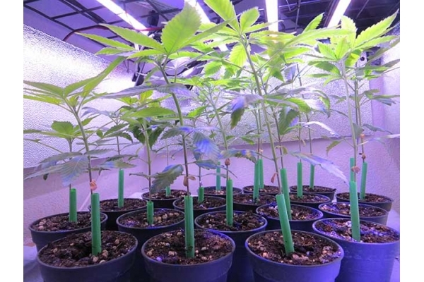 Banana (Zamnesia Seeds) feminizada