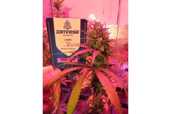 Banana (Zamnesia Seeds) feminizada