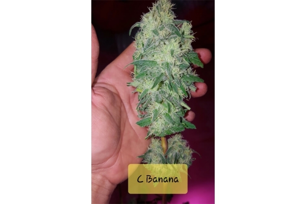 Banana (Zamnesia Seeds) feminizada