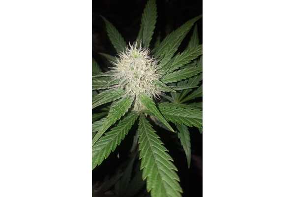 Lemon Power Haze (Zamnesia Seeds) feminizada