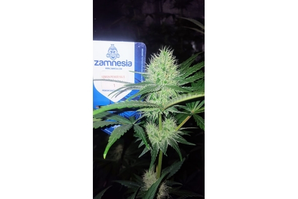 Lemon Power Haze (Zamnesia Seeds) feminizada