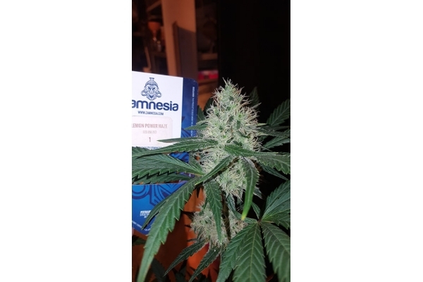 Lemon Power Haze (Zamnesia Seeds) feminizada