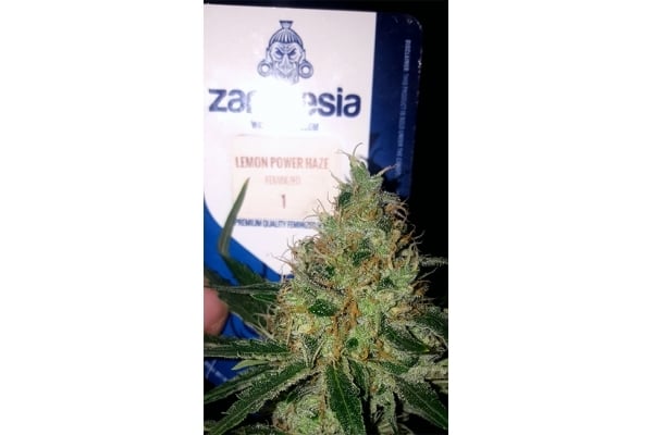 Lemon Power Haze (Zamnesia Seeds) feminizada