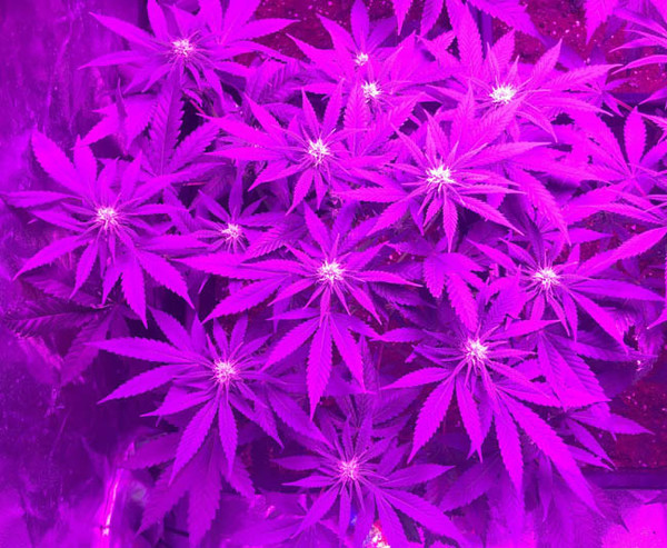 Lemon Power Haze (Zamnesia Seeds) feminizada