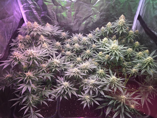Lemon Power Haze (Zamnesia Seeds) feminizada