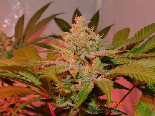 Lemon Power Haze (Zamnesia Seeds) feminizada