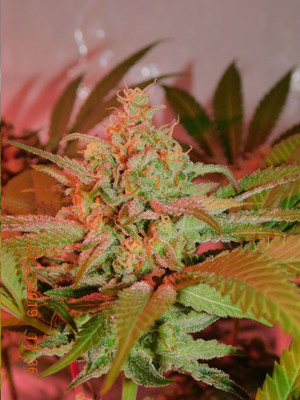 Lemon Power Haze (Zamnesia Seeds) feminizada