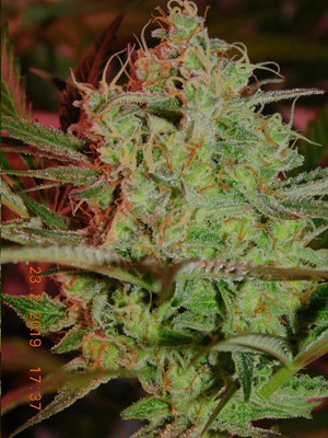 Lemon Power Haze (Zamnesia Seeds) feminizada