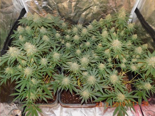 Lemon Power Haze (Zamnesia Seeds) feminizada
