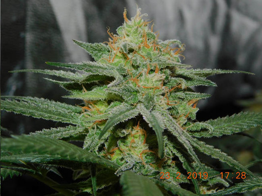 Lemon Power Haze (Zamnesia Seeds) feminizada