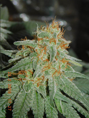 Lemon Power Haze (Zamnesia Seeds) feminizada