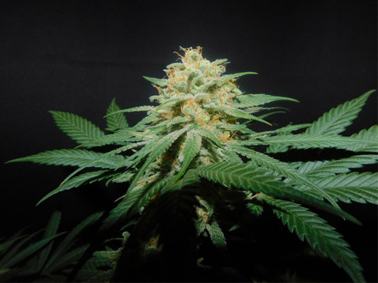 Lemon Power Haze (Zamnesia Seeds) feminizada