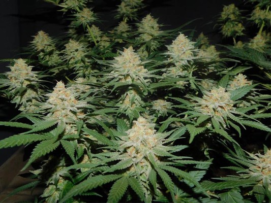 Lemon Power Haze (Zamnesia Seeds) feminizada