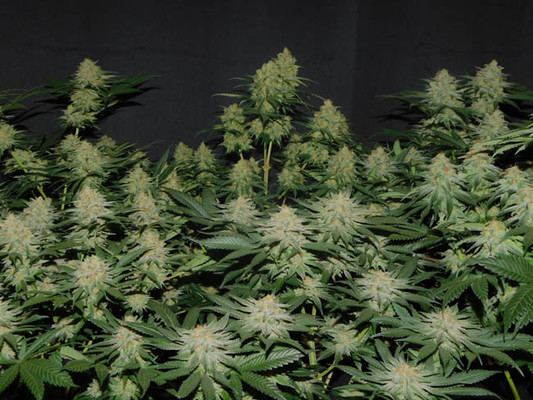 Lemon Power Haze (Zamnesia Seeds) feminizada