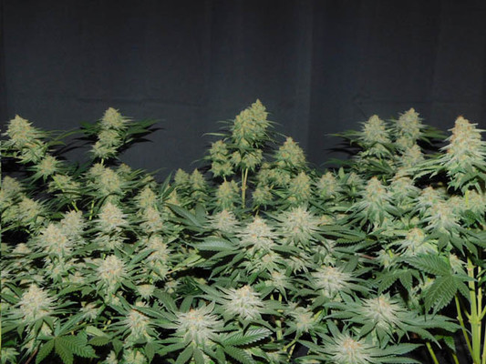Lemon Power Haze (Zamnesia Seeds) feminizada
