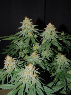 Lemon Power Haze (Zamnesia Seeds) feminizada